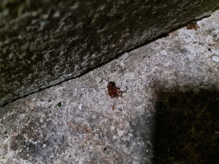 ANPC a găsit gândaci și produse expirate la Bistro Garden din Sectorul 2 al Capitalei. Operatorul economic a încasat o amendă de 25.000 de lei