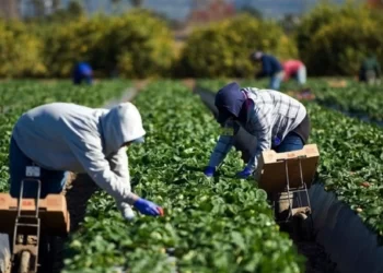 Amenzi de peste 765.000 de lei aplicate de inspectorii de muncă pentru nerespectarea prevederilor Legii zilierilor