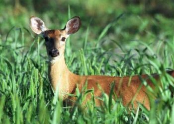 Jandarmii din Dâmbovița l-au prins pe un tânăr de 17 ani în timp ce bracona iepuri și căprioare pe raza localității Gura Șuții. Acesta orbea animalele cu un far, iar pe urmă le vâna cu un ogar