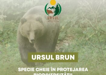 Ministerul Mediului desfășoară o campanie media de informare și conștientizare a publicului larg cu privire la conservarea populației de urs brun din România