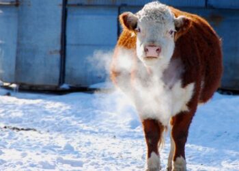 În luna august au fost sacrificate mai multe bovine și păsări decât în luna iulie 2022