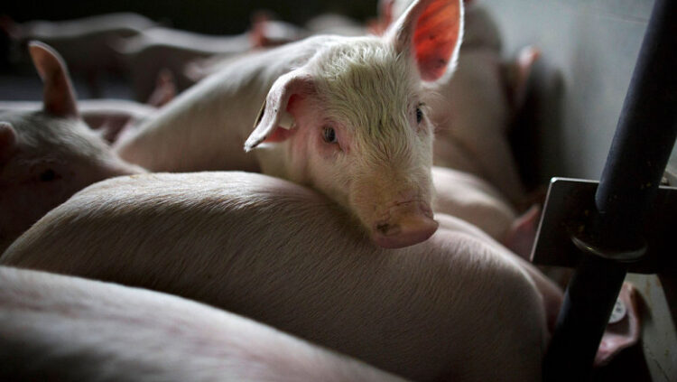 Numărul sacrificărilor la bovine, porcine, ovine și caprine a scăzut în luna septembrie 2022, față de luna septembrie 2021