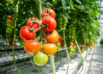 Guvernul a aprobat programul de susținere a producției de tomate în spații protejate pentru 2023