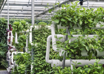 Guvernul României a suplimentat bugetul destinat Programului de susținere a producţiei de legume în spaţii protejate pentru anul 2022