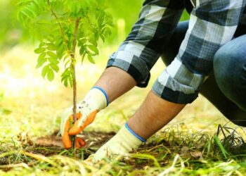 Asociația MaiMultVerde desfășoară o campanie prin care vrea să planteze circa 90.000 de copaci