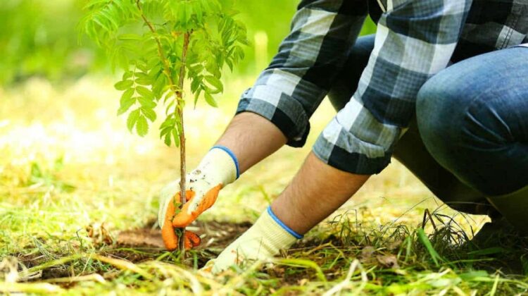 Asociația MaiMultVerde desfășoară o campanie prin care vrea să planteze circa 90.000 de copaci