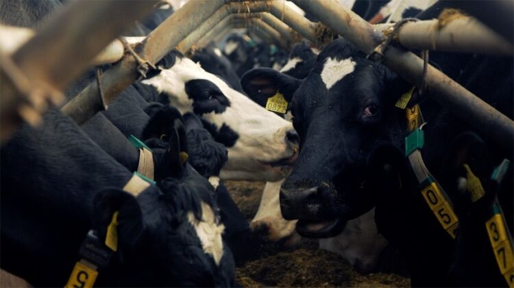 INS: Numărul sacrificărilor a crescut la bovine, porcine și păsări în octombrie 2022, față de octombrie 2021