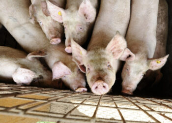 INS: Numărul sacrificărilor de porcine a scăzut în luna noiembrie 2022, față de aceeași lună a anului 2021