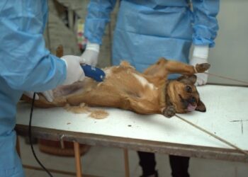Localnicii din Arad au refuzat sterilizarea gratuită a câinilor, chiar și după ce li s-a oferit bani