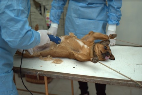 Localnicii din Arad au refuzat sterilizarea gratuită a câinilor, chiar și după ce li s-a oferit bani