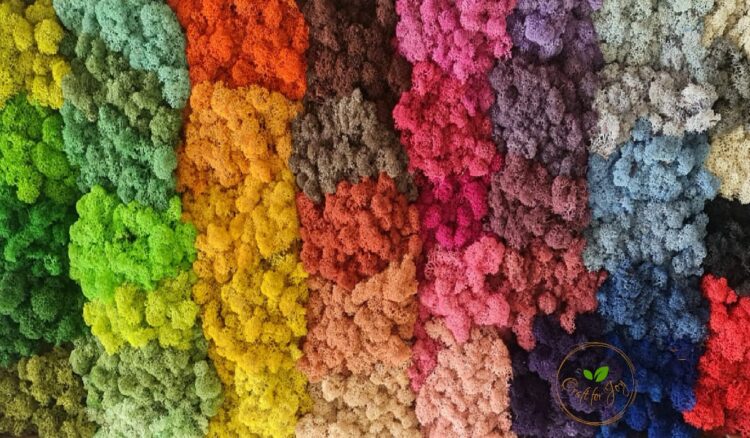 Magia lichenilor decorativi în mixuri de culori