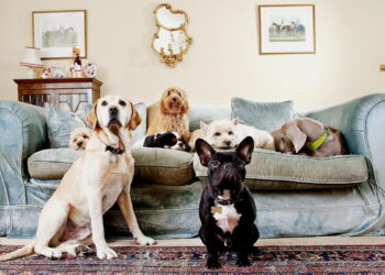 Pericolele pentru animalele de companie din locuința ta – știai de existența lor?
