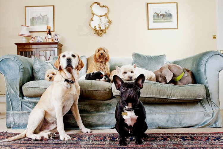 Pericolele pentru animalele de companie din locuința ta – știai de existența lor?