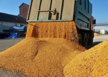 România a încasat anul trecut peste 6,6 miliarde de euro din exporturile de produse vegetale, mai ales cereale, cu 1,7% mai puțin decât anul anterior