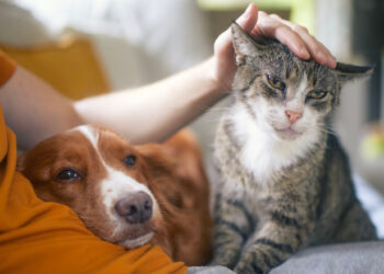 Comunicarea dintre oameni și animale, posibilă cu ajutorul inteligenței artificiale?