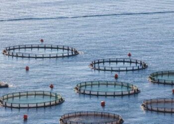 PSD a plagiat din nou AUR: propun piscicultură în Marea Neagră, dar cer bani în loc să fie gratuit