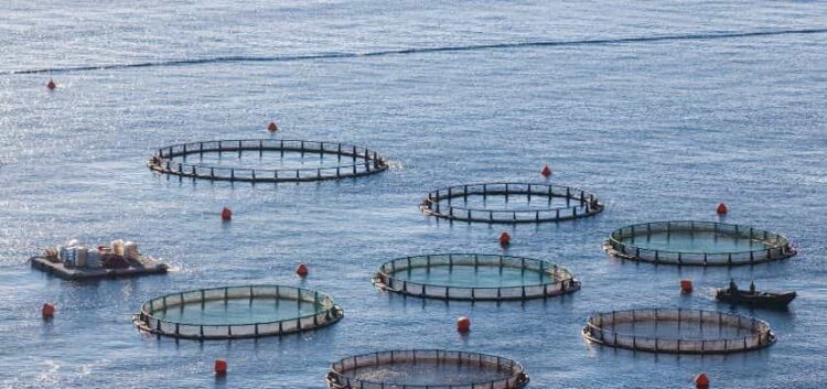 PSD a plagiat din nou AUR: propun piscicultură în Marea Neagră, dar cer bani în loc să fie gratuit