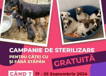Campanie de sterilizare gratuită a câinilor cu și fără stăpâni, la Ipotești