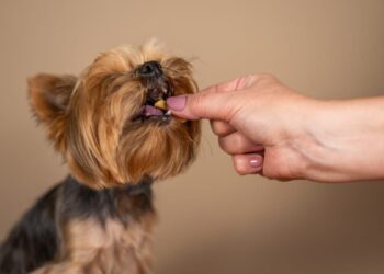 Cum să păstrezi mâncarea Pedigree proaspătă mai mult timp