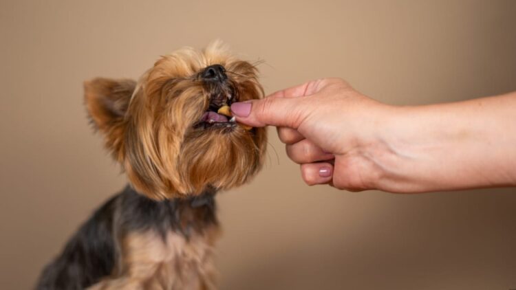 Cum să păstrezi mâncarea Pedigree proaspătă mai mult timp