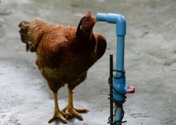 UE vrea să-ți pună limită pe numărul de găini, dacă nu le asiguri apă și canalizare!